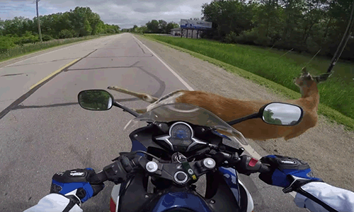 Motorcyclists hits deer