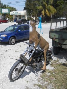 deer-rider