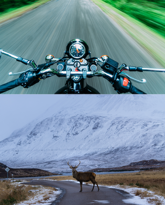 Oh Deer! Safe Driving Tips To Avoid Hitting A Deer On Your Motorcycle ...